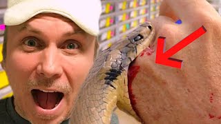 How to Identify Venomous Snake Bites ll Snakes bite ll Snake attack ll #snakebite #snake #snackvideo