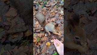 Бусинка не хочет есть, только прятать 🤷🏻‍♀️🐾😋🌰🐿❤🌳🌲🍁 #белка #белочка #squirrel #лес #природа #дружба