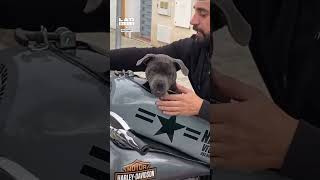 Puppy takes a ride on a motorbike 😎 (🎥: ViralHog)