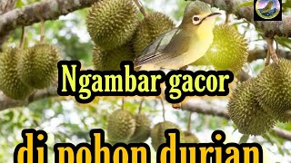 Kecial ngejos gacor di pohon durian, cocok untuk masteran