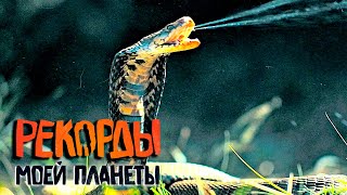 Самые страшные животные. Рекорды Моей Планеты с Тимофеем Баженовым @moyaplaneta