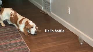 My Basset Hound dog Vincent’s water bottle. A love story.