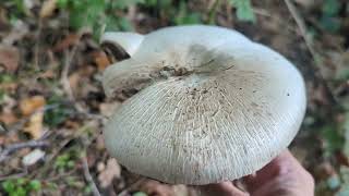 Yellow Stainer - Foraging Mushrooms (Agaricus xanthodermus)