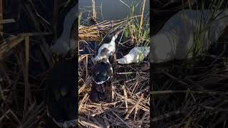 Ducks having a good time #animal #ducks #animals #wildduck #babyducks #birds #wildducks