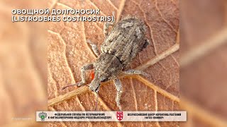 Овощной долгоносик (Listroderes costirostris)