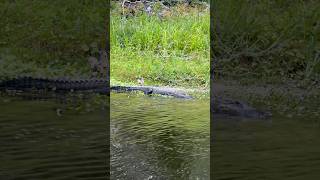 CAUGHT IN RAINSTORM ON JETSKI IN GATOR TERRITORY