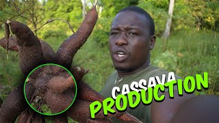 We Depend On Cassava To Survive In Africa