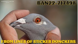 🇧🇩 BAN22-717498 H✨Bred From *Original Sinha Loft* pigeons✨From lines of sticker donckers✨✨