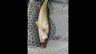 Bottom Bouncing Setup for Walleye Fishing on the Detroit River