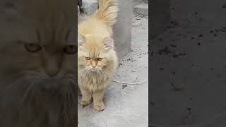 fluffy tom cat | Persian tom cat |nice cat #persiancat