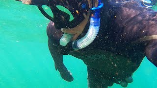 Have You Ever Seen A Moon Snail?!