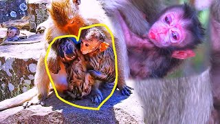 Newborn baby monkey!! poor life baby monkey after giving birth with no mother to take care of