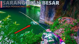 Nga main2 rejeki pemancing ini selalu dapat ikan besar dimanapun mancing nya