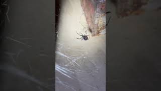 ‼️⚠️ Black widow spider ☣️☢️ #blackwidow #spider #scary #fortheboys