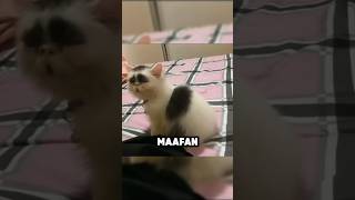 CARA NGEBUJUK KUCING YANG MARAH