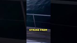 Whale Attacks on Boats: What's Happening?