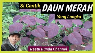 Sicantik daun merah yang langka #alamseru #KarakterDasarBonsai