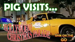 PIG VISITS HOLLYWOOD CHRISTMAS PARADE 2017 ft. STAR CAR CENTRAL | Sam The Ham