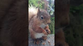 This male red squirrel, White Whisker, arrived damp this morning in the heavy rain.