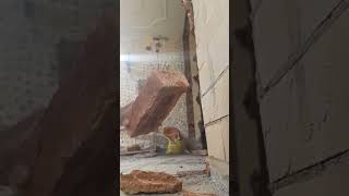 reusing bricks cleaning work #civil