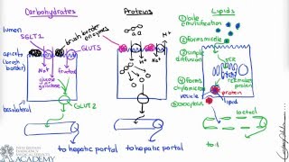 Small Intestine & Nutrient Absorption