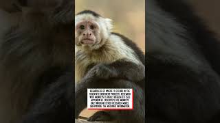 Is research that uses monkeys regulated? #shorts #monkey