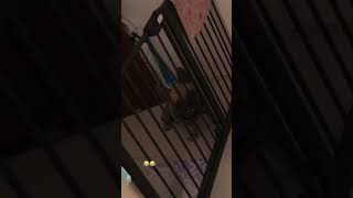 Qwerty!! #frenchbulldog #love #cute #pets #sound #shortsvideo #fyp #shorts