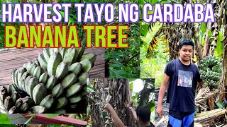 Harvest Tayo ng Saging na CARDABA or SABA