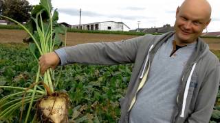 Kopanie Buraków 2016. Digging Beets 2016