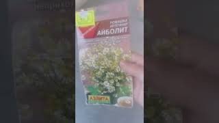 Привет всем! я купила семена ромашки буду выращивать🤘🌿