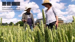 Field Experimentation at the John Innes Centre; Bringing Plant Science to the Farm