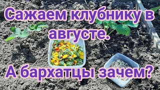 Как посадить клубнику в августе