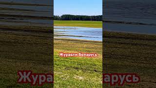 Журавли Беларусь