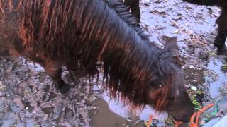 Small Draft Horses in Netherlands + Sunset at the end