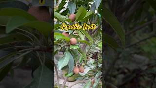 Sapodilla Fruit | সবেদা #shorts #viralvideo #fruit #youtubeshorts