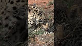 Leopard cub with mom #shorts #leopard #wildlife