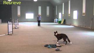 "Positive" Dog Training sgda