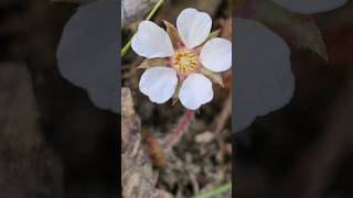 Pink barren strawberry, a species of Cinquefoils #photography #shorts #macro #viral #nature #flowers