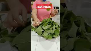 fresh oregano#herbalmedicine #herbal #viral #trending #shorts