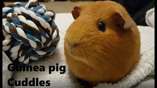 Ginger guinea pig gets a cuddle - Gingerandchutney