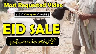 Eid Ky Liy Special Bakry Kam Qimat Pr,Bakra Eid 2021,Bakra Farming for Eid,Bakra Farming In Pakistan