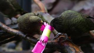 The keas enjoy their festive kea-rackers!