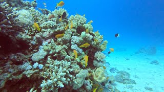 Stingrays Everywhere. Dive Day 1 Safaga, Egypt 19/02/2023