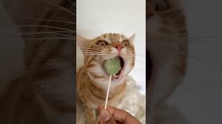 Crunchy cat lollipop 🤤