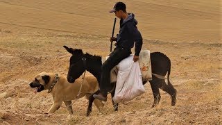 KURDA KUZUSUNU KAPTIRAN ÇOBANIN HİKAYESİ !! ( Malaklı, Kangal, Anadolu Çoban Köpeği, Akbaş ve Kurt )