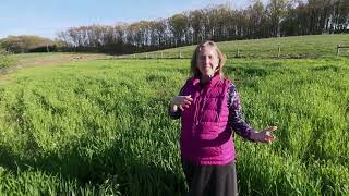 Meet the Oldest Living Creature at Willow Haven Farm & a Quick, Organic Field Tour