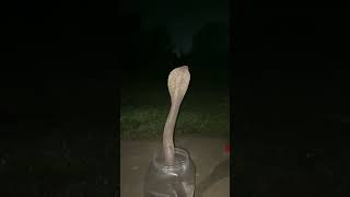 Aggressive  cobra #chhattisgarh #korba #sagarsahu #youtube #viral #trending #save #wildlife #new ￼