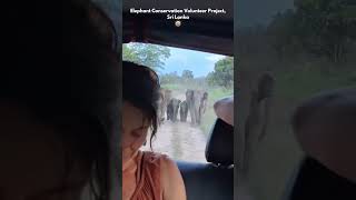 Volunteers followed by elephants in Sri Lanka 🇱🇰