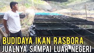 Cara Sukses Budidaya  Ikan Rasbora, Jualnya Sampai Luar Negeri