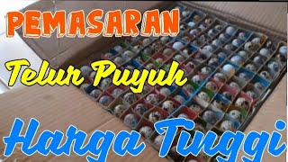 Cara Pemasaran Telur Puyuh supaya Harga Tinggi dan Stabil, Peternak Puyuh Untung Besar